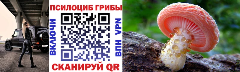 где найти   Стрежевой  Псилоцибиновые грибы Psilocybine cubensis 